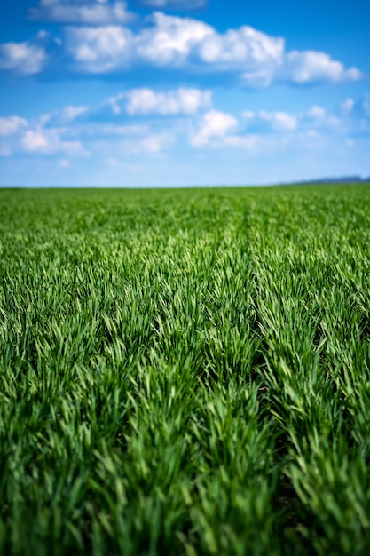 Rich green young wheat in early spring.