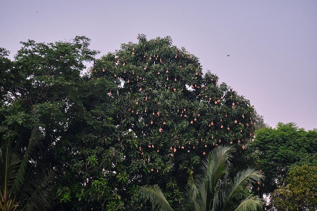 Rich Yield of White Mango Fruits on Tree