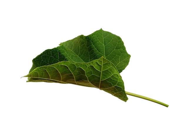 Ricinus communis leaf Isolated on white background