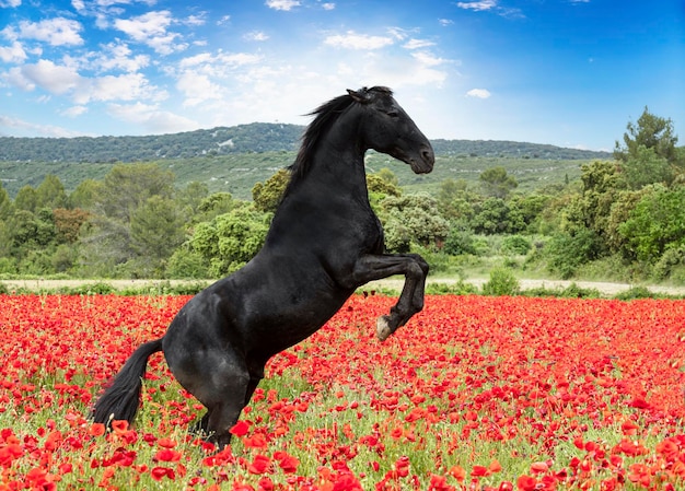 Riding girl and horse