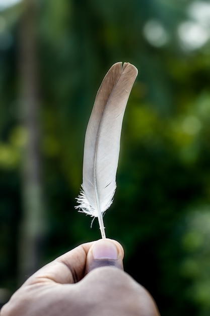 Right flip gray color feather holding with two fingers