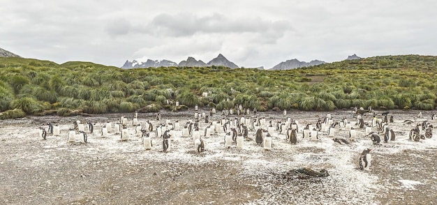 Right Whale Bay with penguin