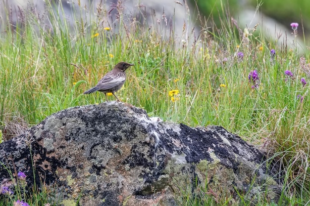 Ring ouze or turdus torquatus sitting on a stone