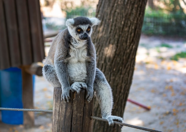 Ring tailed furry Lemur sitting on a tree stump. Ring-tailed lemur sitting on the tree. Crowned lemur (Lemur Catta) with eyes wide open. Mammal with a striped tail sitting on the branch in the forest