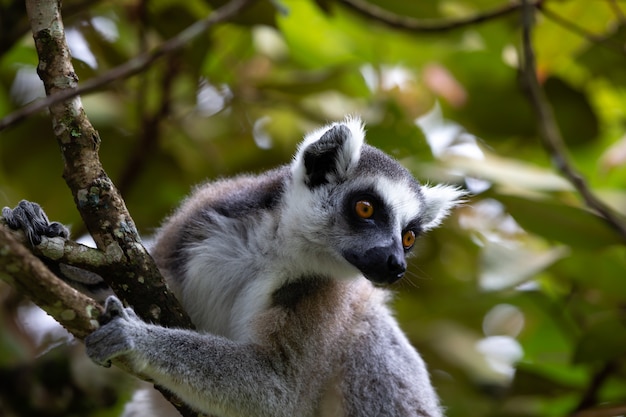 Ring tailed lemur sitting on a branch