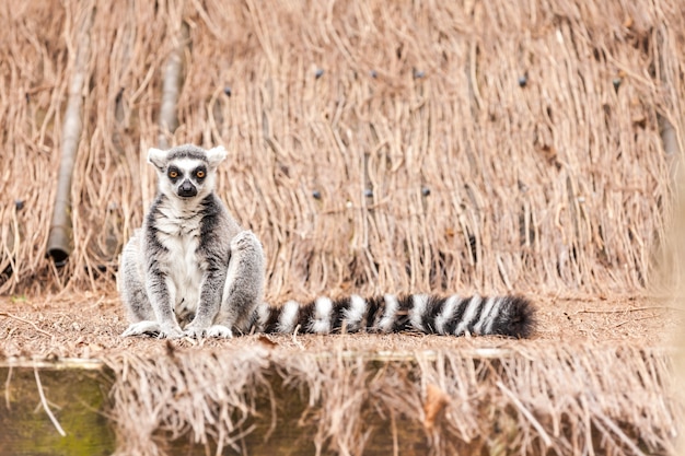 Ring-tailed lemur