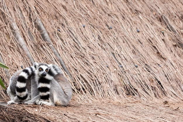 Ring-tailed lemur