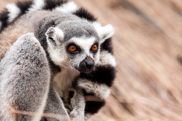 Ring-tailed lemur