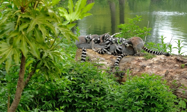 Ring tailed lemurs in the National Park in the island of Madagascar. 