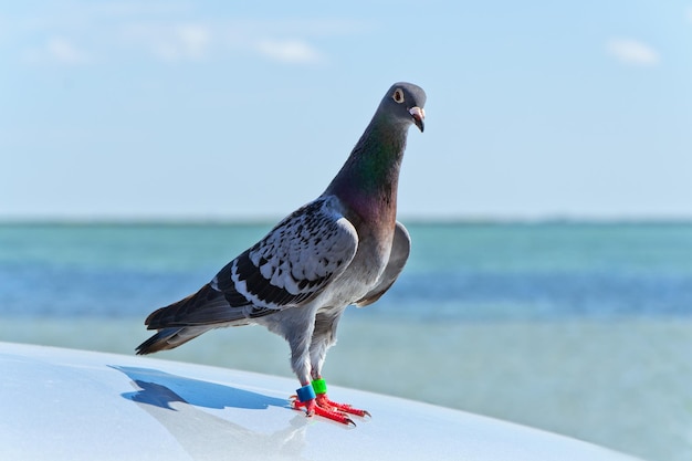 Ringed pigeon on the roof of the car on the background of the sea