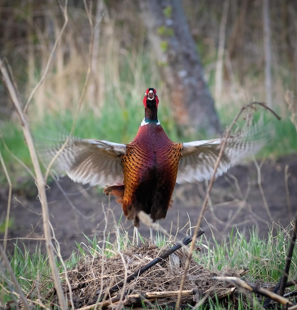 Ringnecked Pheasant Phasianus colchicus Common Pheasant The male flaps his wings sings and makes a mating call