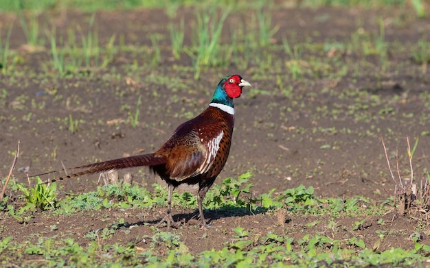 Ringnecked Pheasant Phasianus colchicus The male walks cautiously through the vegetable garden