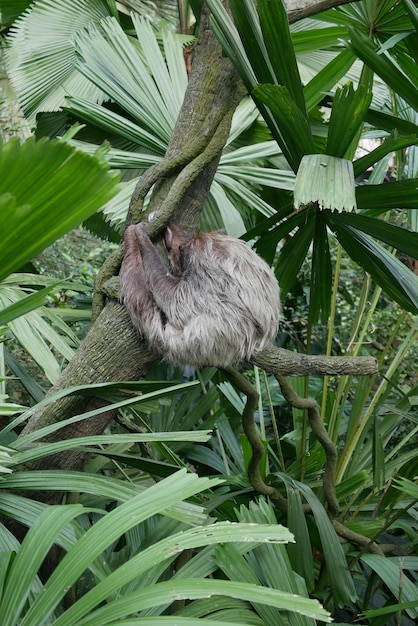 Ringtail lemur looking around in singapore zoo