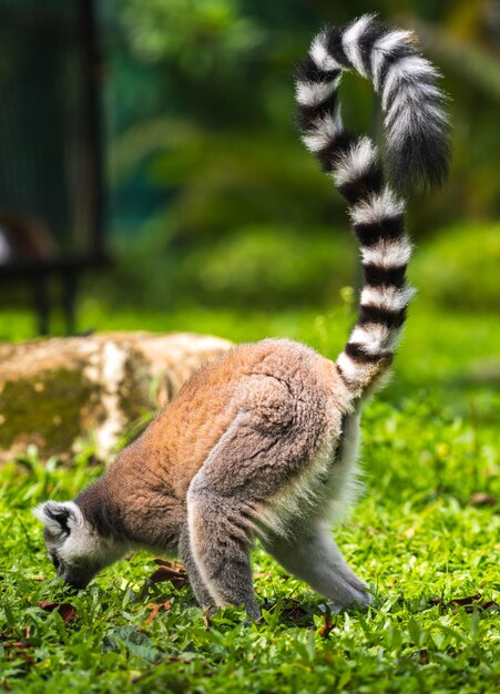 Photo ringtailed lemur as it forages on the ground in a lush green grass environment at dehiwala zoo