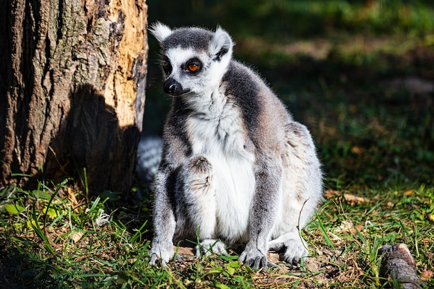 Ringtailed lemur monkey Mammal and mammals Land world and fauna Wildlife and zoology