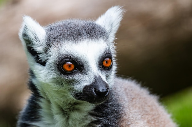 Ringtailed lemur monkey Mammal and mammals Land world and fauna Wildlife and zoology