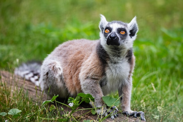 Ringtailed lemur monkey Mammal and mammals Land world and fauna Wildlife and zoology