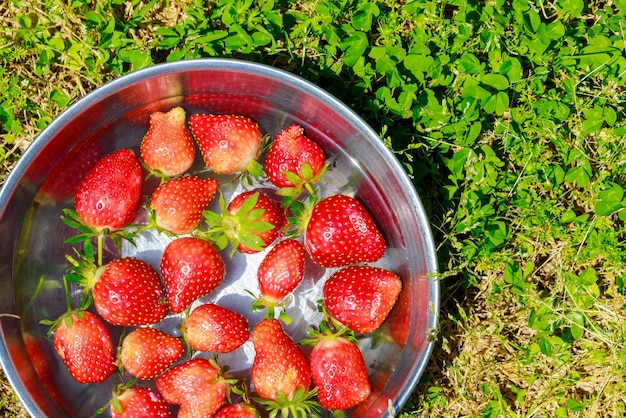 Rinse ripe juicy strawberries in bowl with water