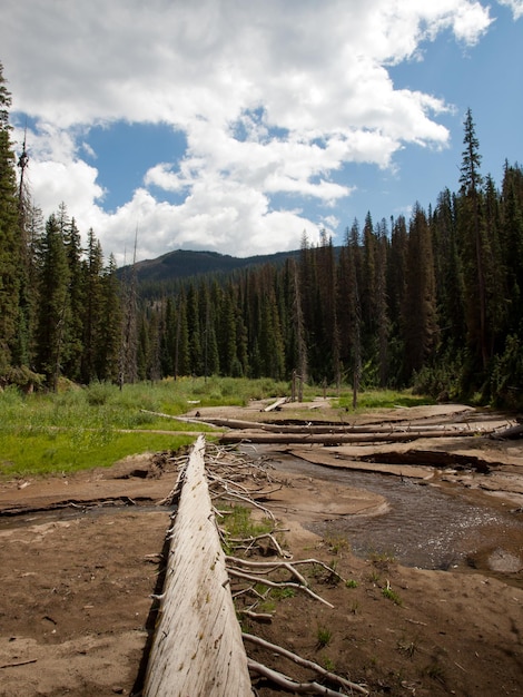 Rio Grande National Forest in Colorado.