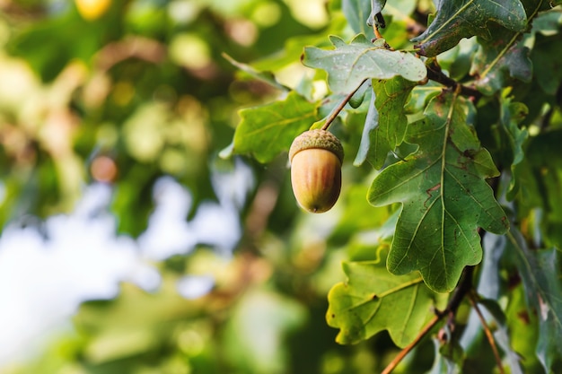 Ripe acorns and green leaves on a tree