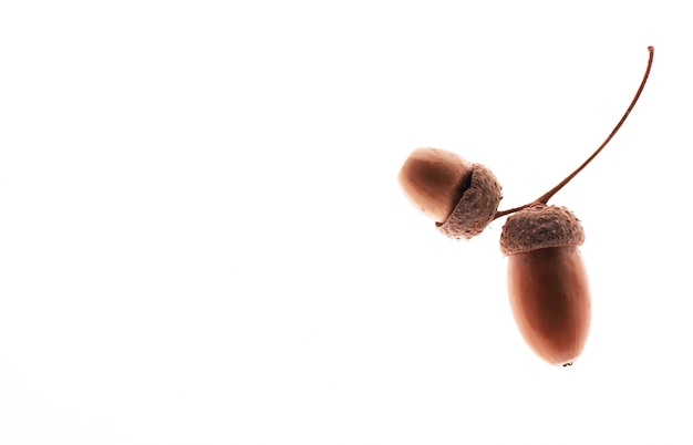 Ripe acorns isolated on a white background