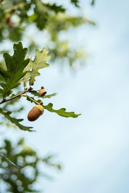 Photo ripe acorns on oak tree branch fall blurred background with oak nuts and leaves