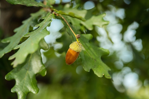 Ripe acorns on oak tree branch Fall blurred background with oak nuts and leaves