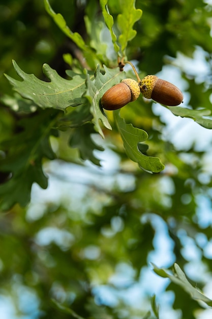 Ripe acorns on oak tree branch Fall blurred background with oak nuts and leaves