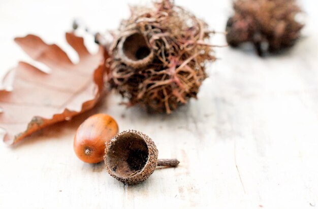 ripe acorns and oak tree leaves image of a