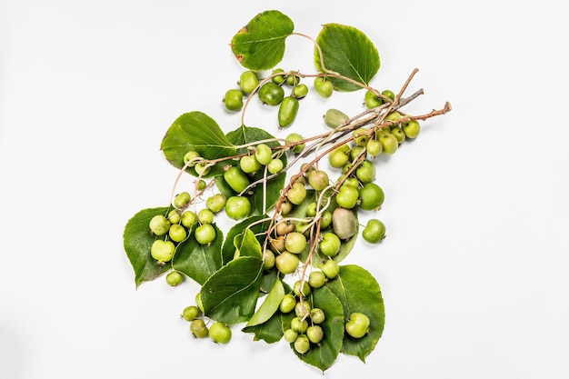 Ripe Actinidia arguta or kiwi isolated on white background. Branches of fresh fruits with green leaves, mockup, template