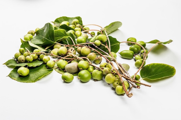 Ripe Actinidia arguta or kiwi isolated on white background. Branches of fresh fruits with green leaves, mockup, template