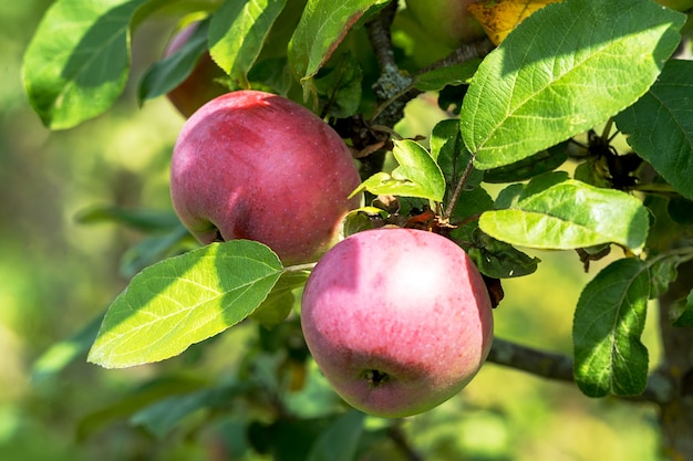 Ripe apple Fruits Growing On The Tree summer time.