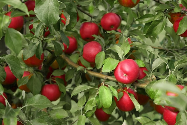 Photo ripe apples in the apple orchard before harvesting big red delicious apples hanging from tree branch in the fruit garden fall harvest picture of autumnal apple autumn cloudy day soft shadow bio