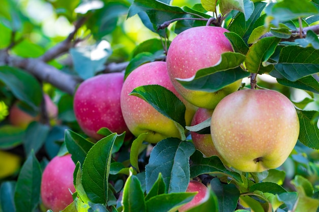 Ripe apples on apple tree branch close up