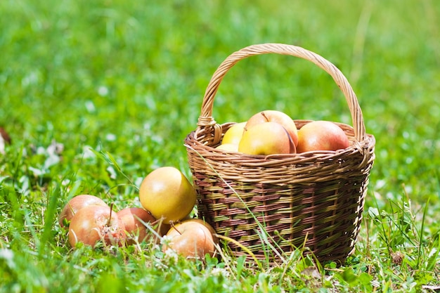 Ripe apples in a basket on the grass