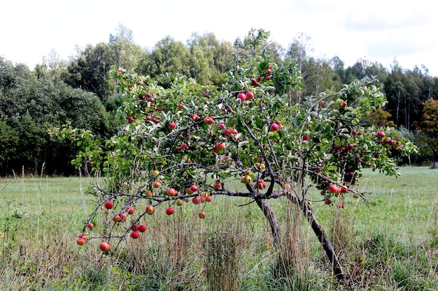 ripe apples on a branch, red apples on a tree in the  garden