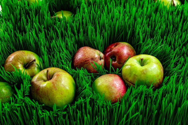 Ripe apples on green grass autumn background