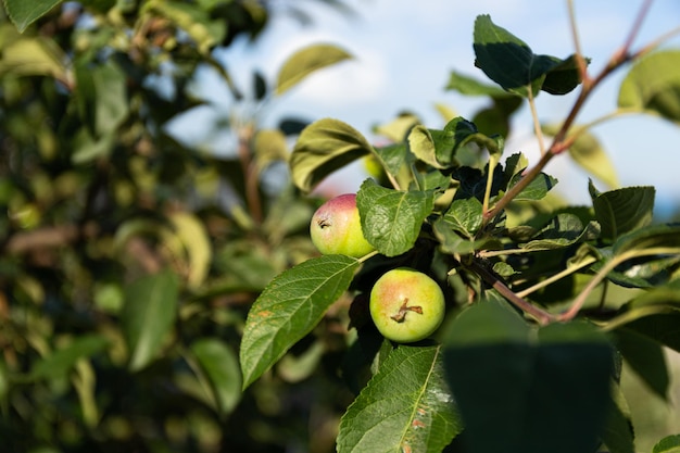 Ripe apples hang on a tree branch in the rays of the sun