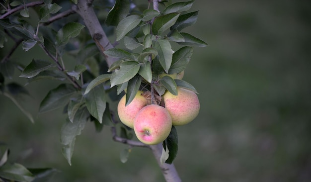 ripe apples in an orchard ready for harvesting image