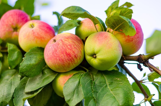 Ripe apples on a tree branch.