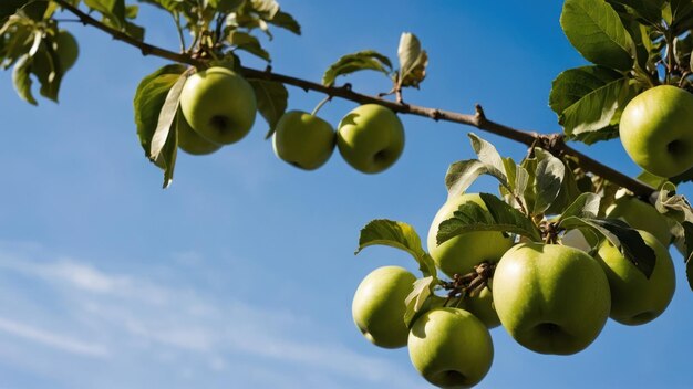 Ripe apples on a tree with blue sky background