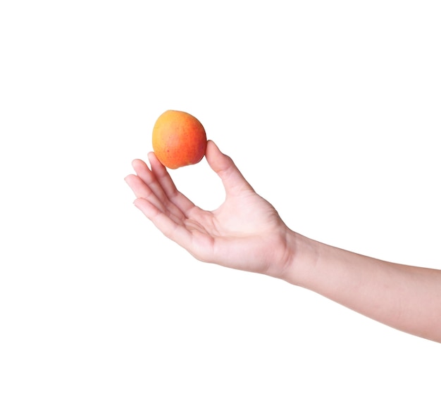 Ripe apricots in a hand on a white background