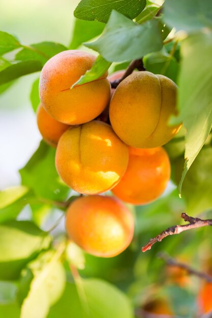 Ripe apricots on tree branch in clear sunny day