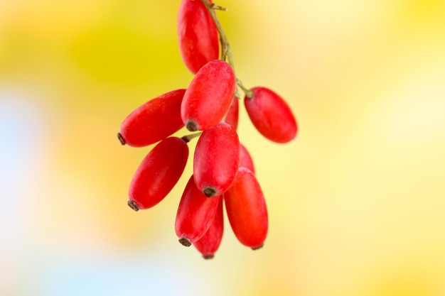 Ripe barberries on branch on yellow background