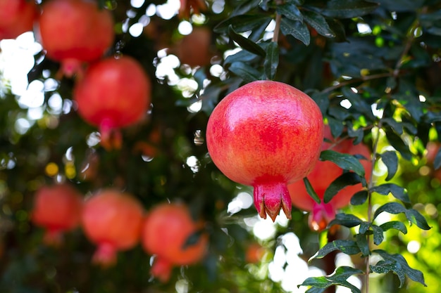 Ripe beautiful healthy pomegranate fruits on a tree branch in pomegranate orchard Symbol of the Israeli holiday Rosh Hashanah