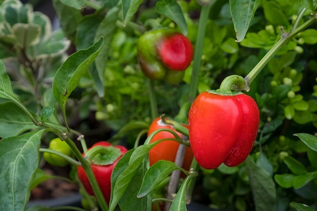 Ripe bell peppers , sweet pepper plant growing in the garden