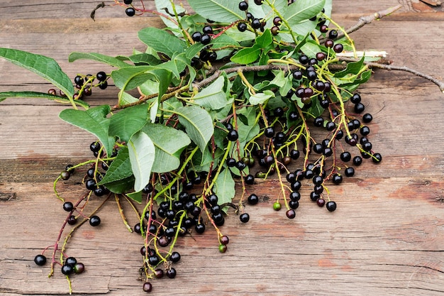 Ripe berries bird cherry on the branches