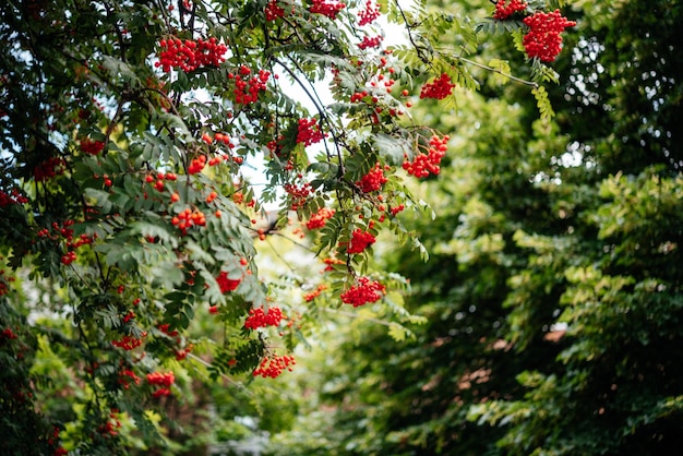 Ripe berries of rowan or mountain ash in the park