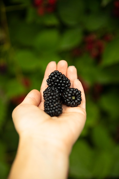 Ripe blachberries in the adult hand closeup, blurred background.