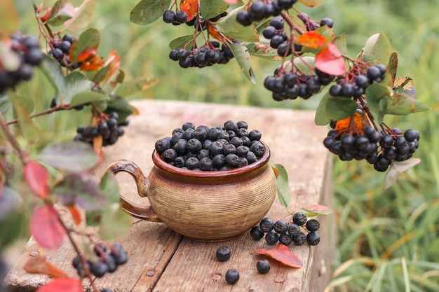 Ripe black chokeberry in bowl in the garden